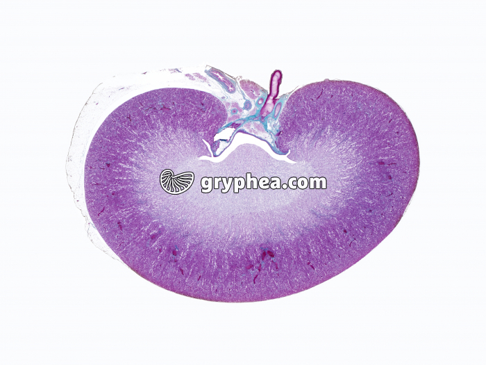 Rein Mammifère CL totale x1,5 - gryphea.com